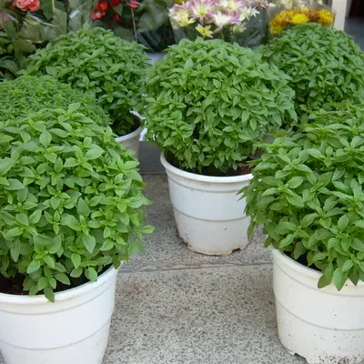 Spicy Bush (Ocimum basilicum var. minimum)