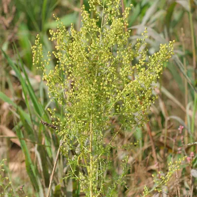 Sweet Annie (Artemisia annua)