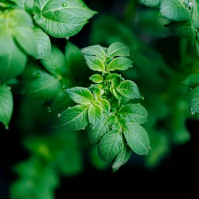 Topit (Petroselinum crispum)