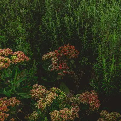 Vertissimo herb variety