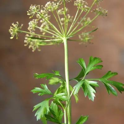 Wega (Petroselinum crispum)