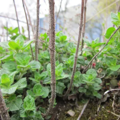 Wild Marjoram (Origanum vulgare)