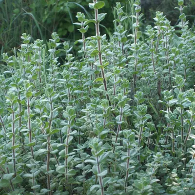 Zaatar (Origanum syriacum)