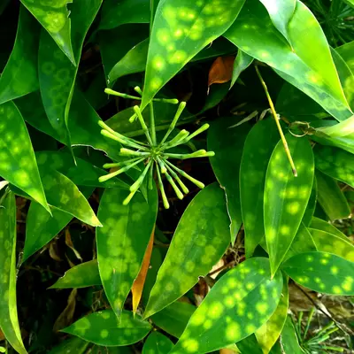 Alocasia Amazonica houseplant variety