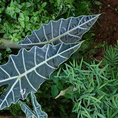 Alocasia Polly (Alocasia x amazonica 'Polly')