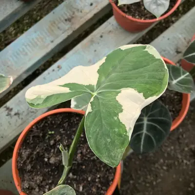 Alocasia Polly houseplant variety