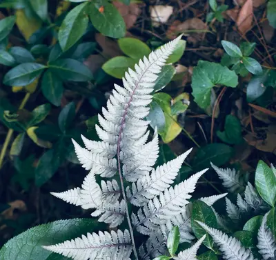 a close up of a plant with many leaves