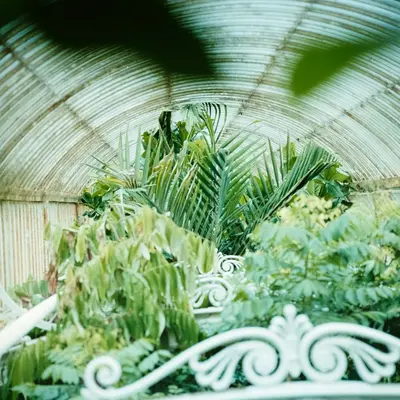 Aloe Vera houseplant variety