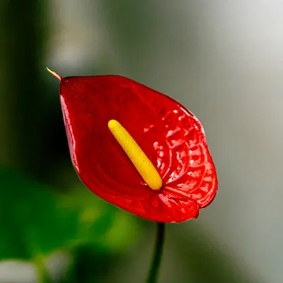 Anthurium Clarinervium houseplant variety
