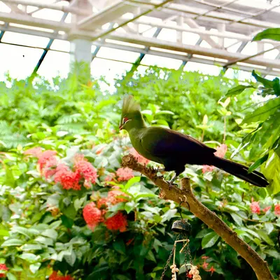 Bird of Paradise houseplant variety