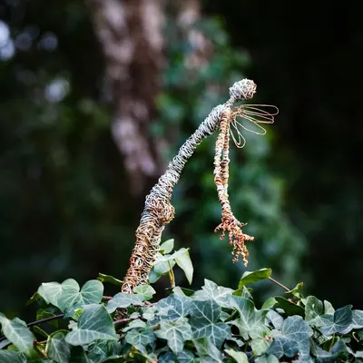 Calathea Rattlesnake houseplant variety