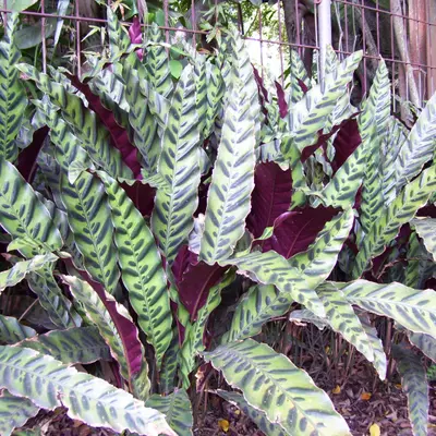 Calathea Rattlesnake (Goeppertia insignis)