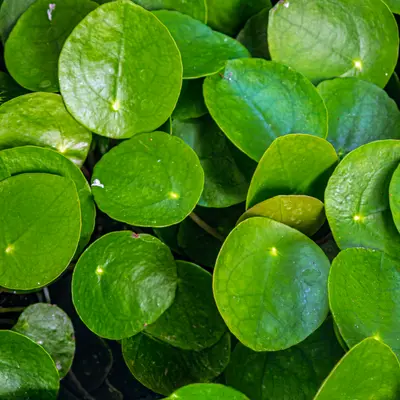 Chinese Money Plant (Pilea peperomioides)