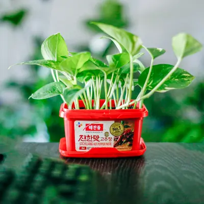 Chinese Money Plant houseplant variety