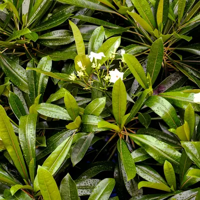 Lush green foliage with small white flowers.