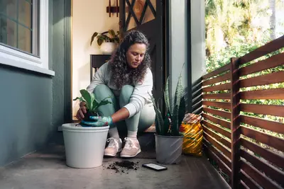 Houseplants growing guide