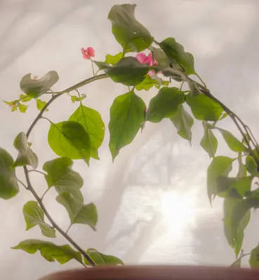 Ficus Benjamina houseplant variety
