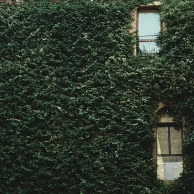 Ficus Lyrata Bambino houseplant variety