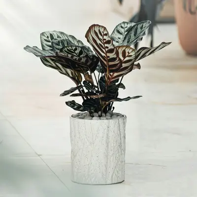 Fiddle Leaf Fig Bambino houseplant variety