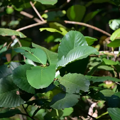 Fiddle Leaf Fig houseplant variety