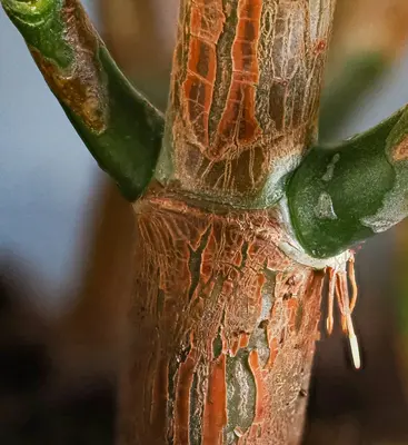 Hoya Pubicalyx houseplant variety