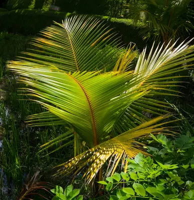Majesty Palm houseplant variety