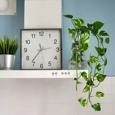 Monstera Adansonii houseplant variety