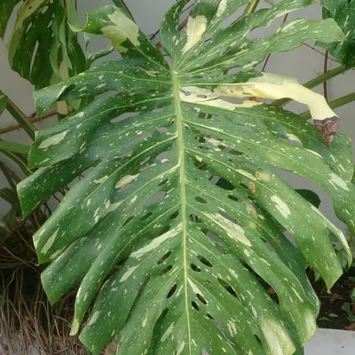 Monstera Albo Borsigiana (Monstera deliciosa 'Albo-Variegata')