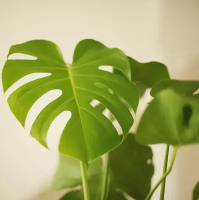 Monstera Deliciosa 'Thai Constellation' houseplant variety