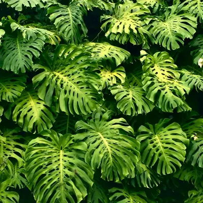 Monstera Deliciosa 'Variegata' houseplant variety