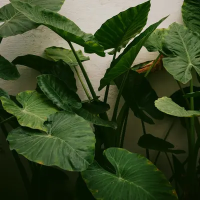 Monstera Deliciosa houseplant variety