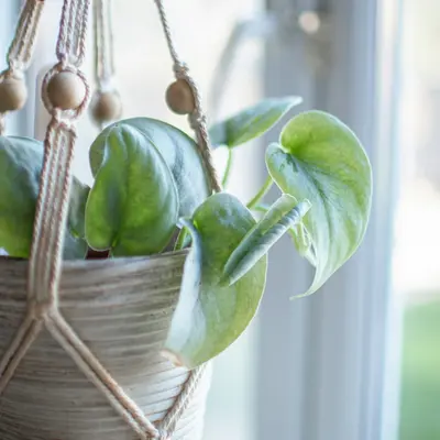 Monstera Siltepecana houseplant variety