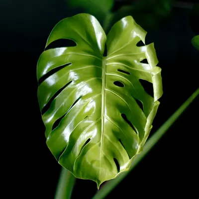 Monstera Thai Constellation houseplant variety