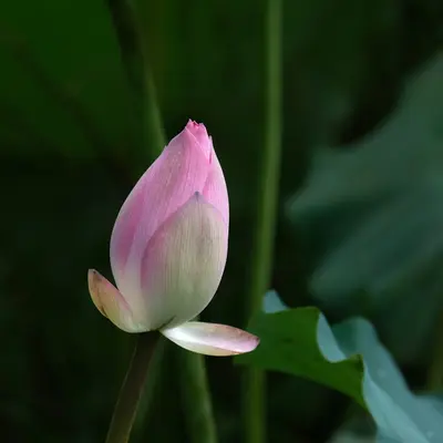 a pink flower with green leaves in the background