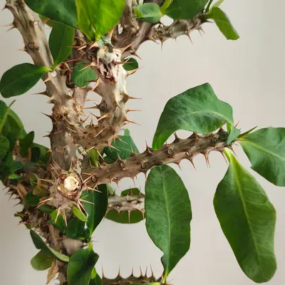 Philodendron Brasil houseplant variety