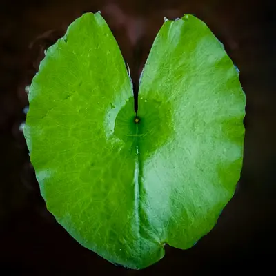 Philodendron Heartleaf houseplant variety