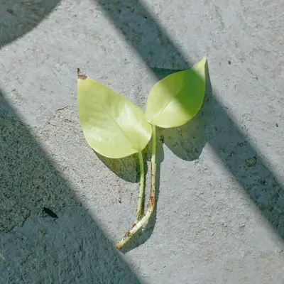 green leaf on gray concrete floor