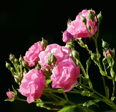 Philodendron Pink Princess houseplant variety