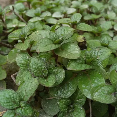 Pilea Microphylla houseplant variety