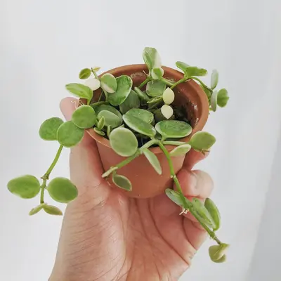 Pilea Peperomioides houseplant variety