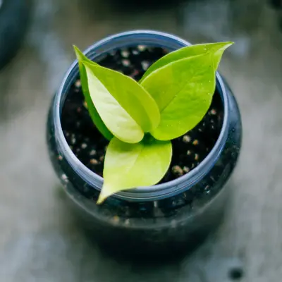 Pothos houseplant variety