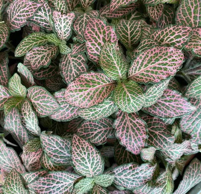 Scindapsus Pictus houseplant variety