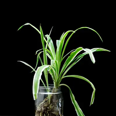 Spider Plant (Chlorophytum comosum)