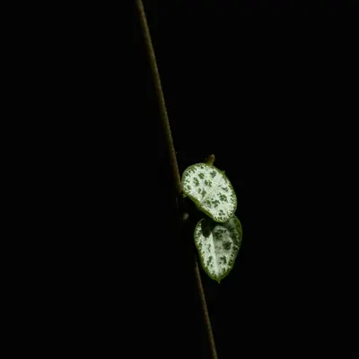 String of Hearts houseplant variety