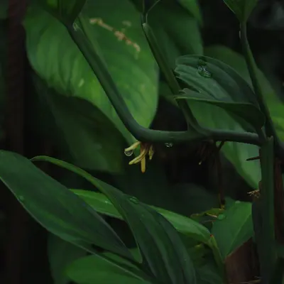 Swiss Cheese Plant (Monstera adansonii)