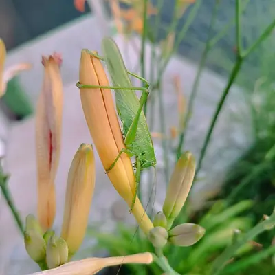 Swiss Cheese Plant (Monstera adansonii)