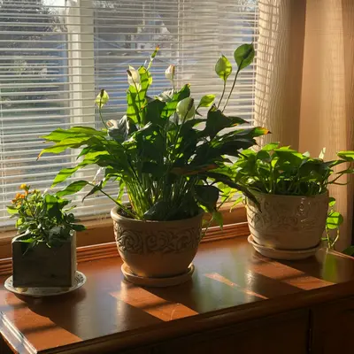 green plant on brown clay pot