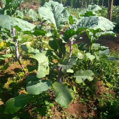 Amara plant