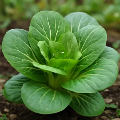 Asian Delight plant