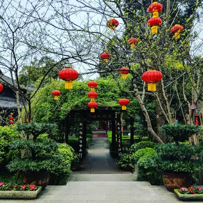 Asian Delight plant